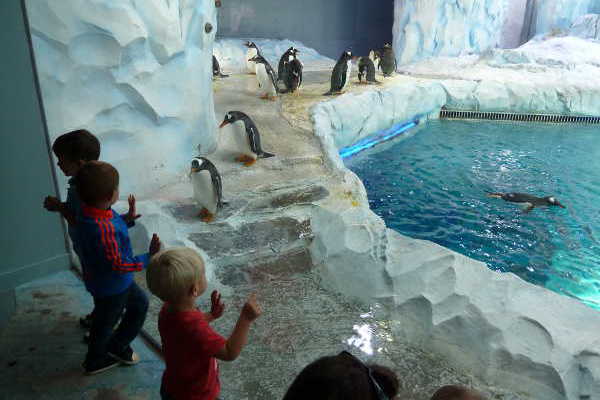 Polk Penguin Conservation Center, Detroit Zoo © Andrea Bonder
